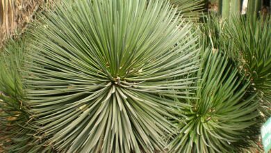 Photo of Cuidados com a planta Agave stricta ou Maguey gallinita