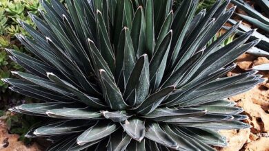 Photo of Cuidados com a planta Agave victoriae-reginae ou Queen Victoria’s Agave