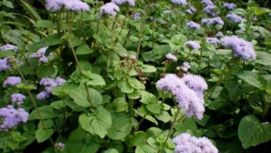 Photo of Cuidados com a planta Ageratum houstonianum, Damasquino ou Agerato