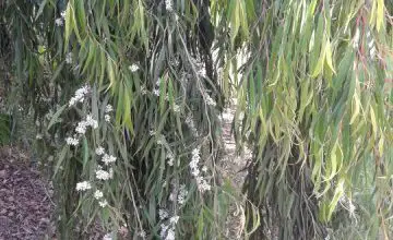 Photo of Cuidados com a planta Agonis flexuosa ou menta