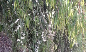 Photo of Cuidados com a planta Agonis flexuosa ou menta