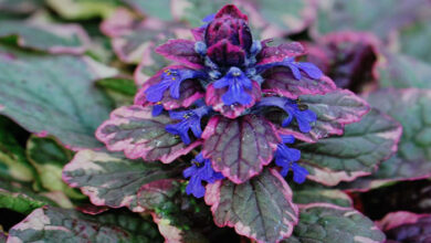 Photo of Cuidados com a planta Ajuga reptans, Comfrey ou Búgula