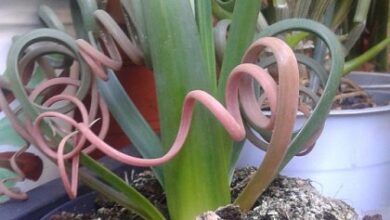 Photo of Cuidados com a planta Albuca spiralis ou Albuca espiralada