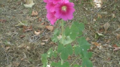 Photo of Cuidados com a planta Alcea rosea ou Malvón