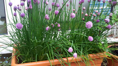 Photo of Cuidados com a planta Allium schoenoprasum ou cebolinho francês