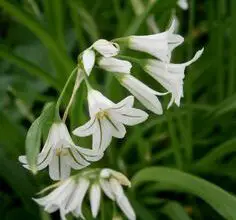 Photo of Cuidados com a planta Allium triquetrum ou Virgin’s Tears