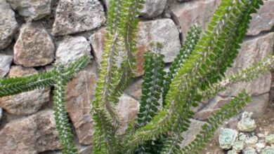 Photo of Cuidados com a planta Alluaudia ascendens ou Didierea ascendens