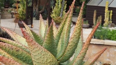 Photo of Cuidados com a planta Aloe marlothii, Montanha Aloe ou Aloe de Marloth