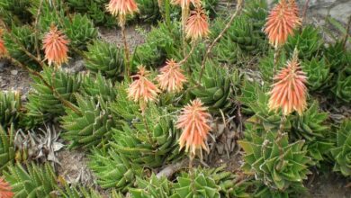 Photo of Cuidados com a planta Aloe mitriformis, Aloe brevifolia ou Aloe de mitra