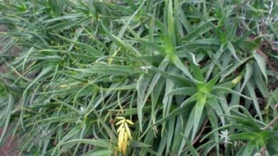 Photo of Cuidados com a planta Aloe tenuior ou Aloe seto