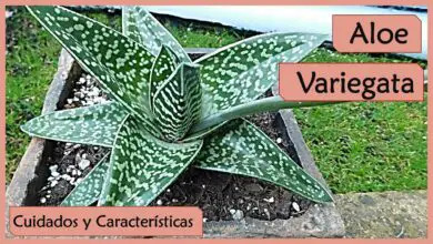 Photo of Cuidados com a planta Aloe variegata ou Aloe tigre