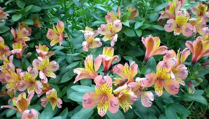 Photo of Cuidados com a planta Alstroemeria, Lírio peruano ou Astromelia