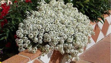 Photo of Cuidados com a planta Alyssum maritimum, Alisum ou Lobularia