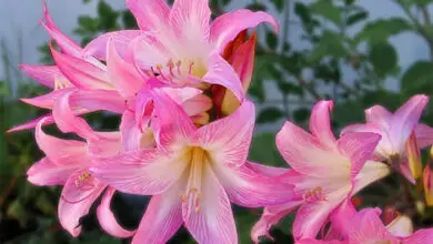 Photo of Cuidados com a planta Amaryllis belladonna, Amaryllis ou Pink Lily