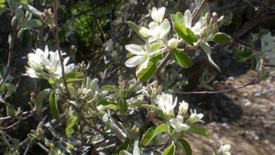 Photo of Cuidados com a planta Amelanchier ovalis, Amelanchero ou Guillomo