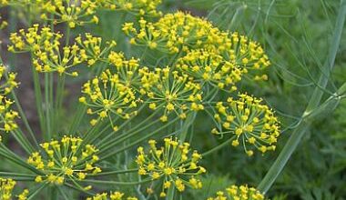 Photo of Cuidados com a planta Anethum graveolens, Dill ou Aneto