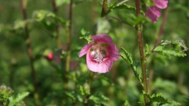 Photo of Cuidados com a planta Anisodontea capensis, Cape Mallow ou Malvita