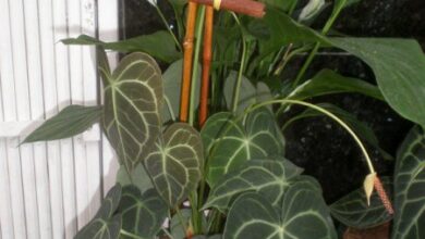 Photo of Cuidados com a planta Anthurium crystallinum