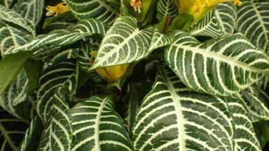 Photo of Cuidados com a planta Aphelandra squarrosa ou Afelandra