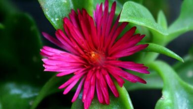 Photo of Cuidados com a planta Aptenia cordifolia, Dew ou Frost