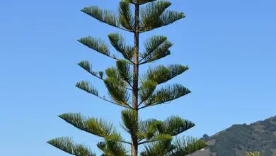 Photo of Cuidados com a planta Araucaria heterophylla ou pinheiro de Norfolk