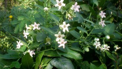 Photo of Cuidados com a planta Araujia sericifera ou Miraguano