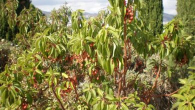 Photo of Cuidados com a planta Arbutus andrachne da Grécia