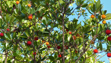 Photo of Cuidados com a planta Arbutus unedo ou Madroño