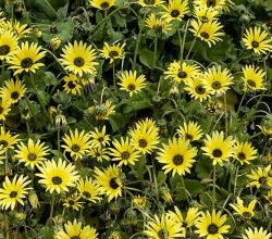 Photo of Cuidados com a planta Arctotheca calêndula ou margarida africana