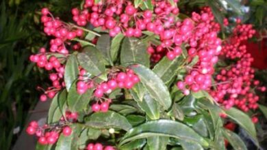 Photo of Cuidados com a planta Ardisia crenata ou Capuline