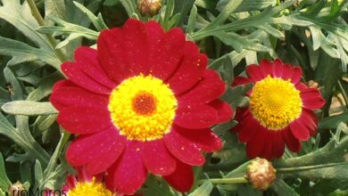 Photo of Cuidados com a planta Argyranthemum frutescens ou Daisy