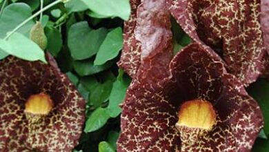 Photo of Cuidados com a planta Aristolochia, Candiles ou Aristoloquia