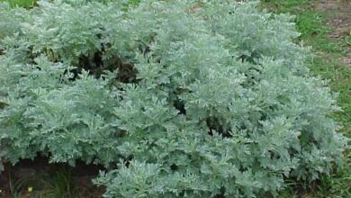 Photo of Cuidados com a planta Artemisia absinthium ou absinto