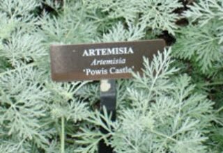 Photo of Cuidados com a planta Artemisia afra ou absinto selvagem