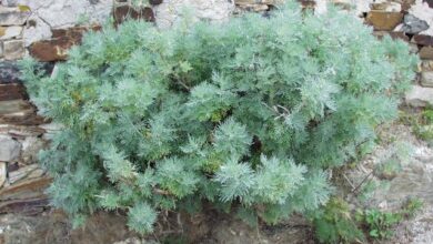 Photo of Cuidados com a planta Artemisia arborescens ou absinto