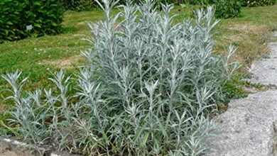 Photo of Cuidados com a planta Artemisia californica ou sagebrush califórnia