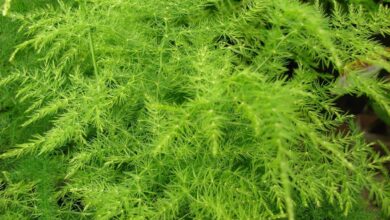 Photo of Cuidados com a planta Asparagus setaceus ou Feathery Fern