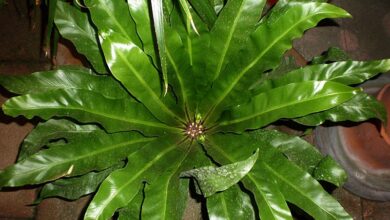 Photo of Cuidados com a planta Asplenium antiquum ou Asplenio