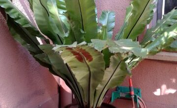 Photo of Cuidados com a planta Asplenium nidus ou Asplenio