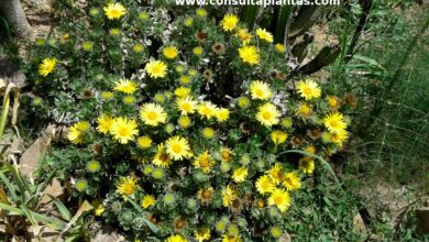 Photo of Cuidados com a planta Asteriscus sericeus ou Jorja