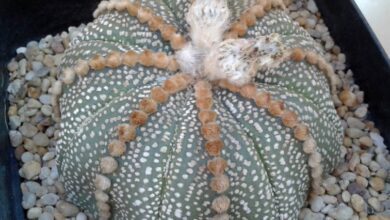 Photo of Cuidados com a planta Astrophytum asterias ou falso peyote