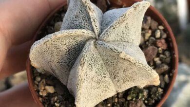 Photo of Cuidados com a planta Astrophytum Myriostigma ou Bishop’s Bonnet