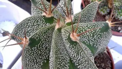 Photo of Cuidados com a planta Astrophytum ornatum ou Star Cactus