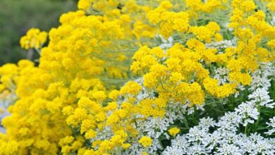 Photo of Cuidados com a planta Aurinia saxatilis ou Golden Basket