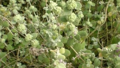 Photo of Cuidados com a planta Ballota pseudodictamnus, Balota ou Marrubio