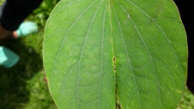 Photo of Cuidados com a planta Bauhinia forficata ou pata de vaca