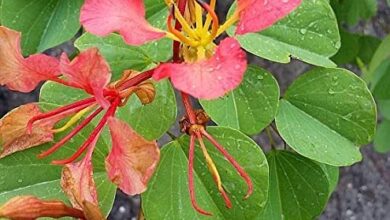 Photo of Cuidados com a planta Bauhinia galpinii ou Red Bauhinia