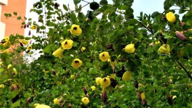 Photo of Cuidados com a planta Bauhinia tomentosa ou Bauhinia yellow