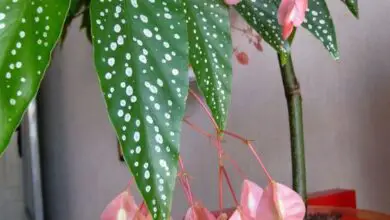 Photo of Cuidados com a planta Begonia corallina ou Begonia tamaya