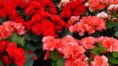 Photo of Cuidados com a planta Begonia elatior ou Begonia de flor